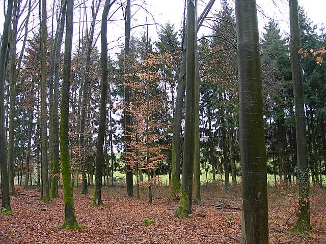 La valle dei funghi sconosciuti